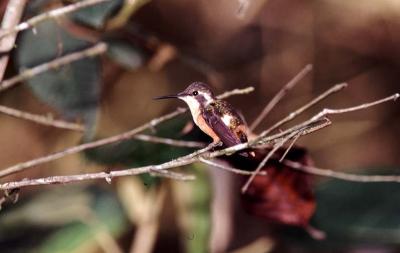 Purple-throated Woodstar Hummingbird Female, Tandayapa Valley