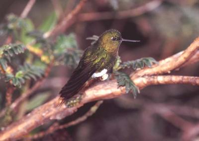 Golden-breasted Puffleg Hummingbird, Yanacocha