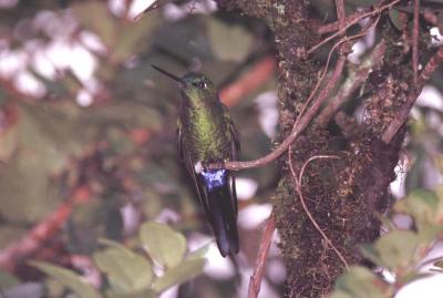 Sapphire-vented Puffleg Hummingbird,  Yanacocha