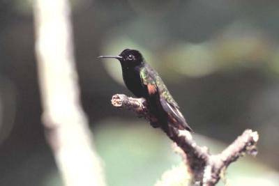 Black-bellied Hummingbird