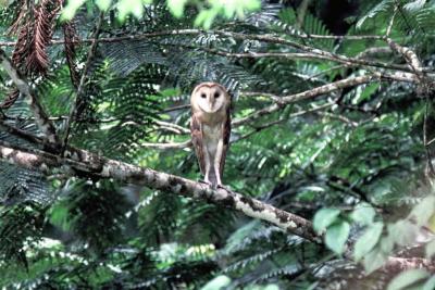 Barn Owl, Trinidad