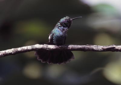 Green Violet-Ear Hummingbird