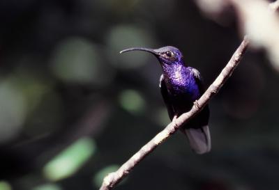 Violet Sabrewing Hummingbird