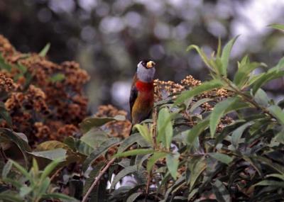 Toucan Barbet, Mindo