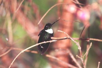 Collared Inca Hummingbird, Tandayapa Valley