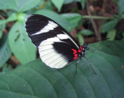 Heliconius Butterfly, Tandayapa Valley, Ecuador