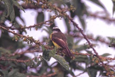 Social Flycatcher, Monteverde