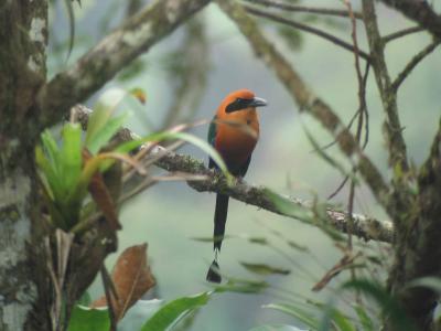 Rufous Motmot (Digiscoped), Tinalandia