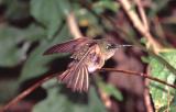 Buff-tailed Coronet Hummingbird in Rain, Tandayapa Valley