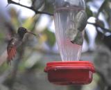 Rufous-tailed Hummingbird vs Mantis, Mindo