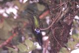 Sapphire-vented Puffleg Hummingbird, Yanacocha