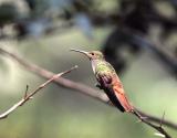 Rufous-tailed Hummingbird, Mindo, Ecuador