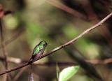 Western Emerald Hummingbird Male, Tandayapa Valley