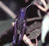 Violet Sabrewing Hummingbird, Monteverde