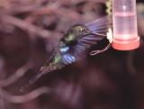 Great Sapphirewing Hummingbird, Yanacocha,