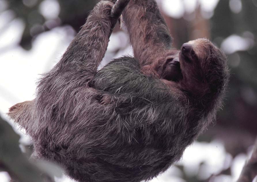 Three toed Sloth Mother and Baby in Costa Rica