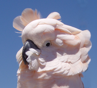 cocka2.jpg