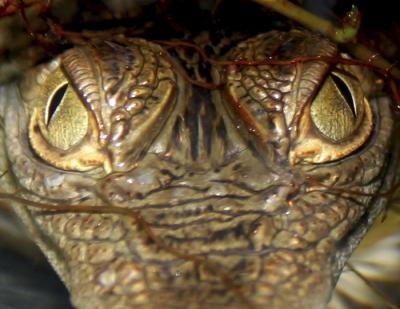 u38/dixter/medium/25117290.Aligator.jpg