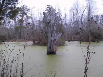 Magnolia Plantation, Charleston, SC
