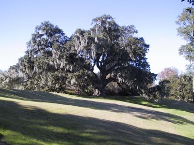 Middleton Place, Charleston, SC