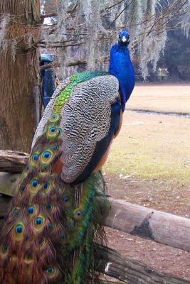 Pretty Bird #1, Magnolia Plantation Charleston.JPG