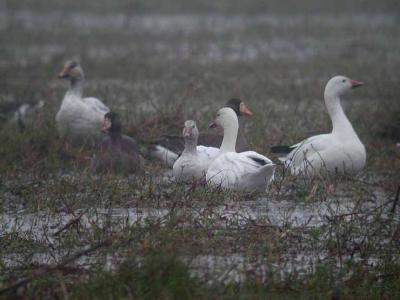u38/dlee/medium/24762830.ANWR010204021copyW.jpg