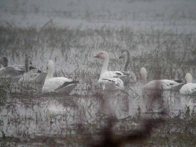u38/dlee/medium/24762863.ANWR010204016copyW.jpg