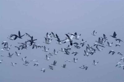 u38/dlee/medium/24775112.CRW_4559GottaBeMovingAlong.jpg