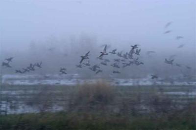 u38/dlee/medium/24775327.CRW_4544IntoTheMist.jpg