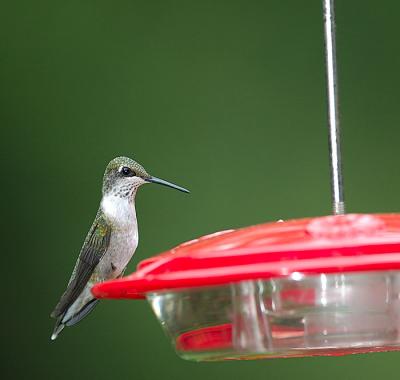 DSC_1010.jpg