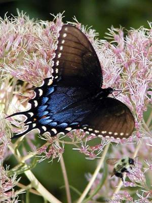 Spicebush Swallowtail, Bumble Bee,  and Joe Pye Weed