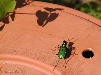 Six Spotted Green Tiger Beetle