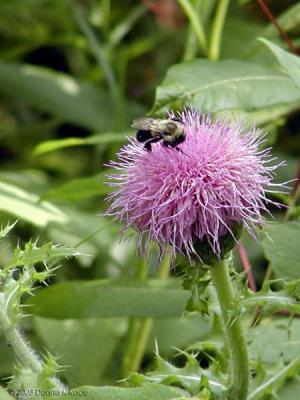 Bumblebee and Bull Thistle
