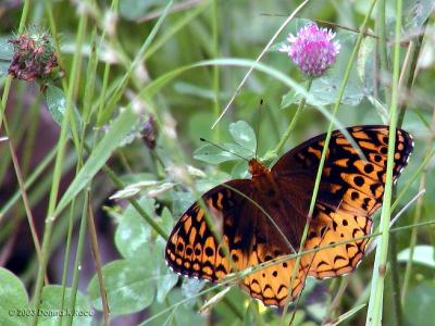 Great Spangled Fritillary and Clover