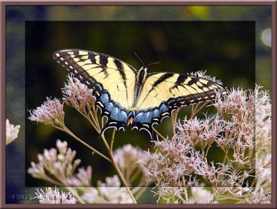 Swallowtail Butterfly ~ Jan, 2004