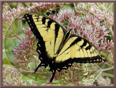 Swallowtail Butterfly ~ Jan, 2004