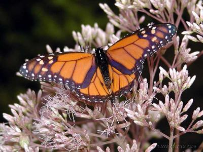 Monarch Butterflies ~ WV - 2003