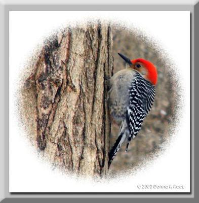Red Bellied Woodpecker ~ Dec, 2003