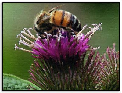 Bee on Thistle  Jul, 2004