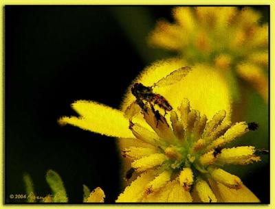 Coneflower and Syrphid Fly  ~ Jul, 2004