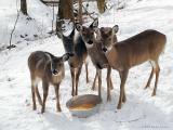 WV Whitetail Deer ~ May, 2002 thru August, 2003