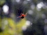 Orb Weaver - 2002