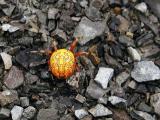 Marbled Orb Weaver - 2002