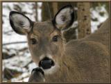 WV Whitetail Deer ~ 1st Qtr 2004