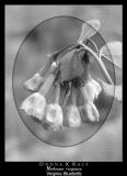 <b>Virginia Bluebells in B/W</b> ~ 2003