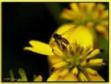 <b>Coneflower and Syrphid Fly</b>  ~ Jul, 2004