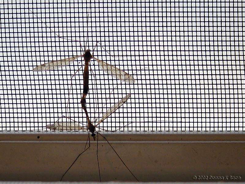 <b>Crane Flies-2003