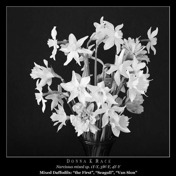 <b>Daffodil Bouquet in B/W</b> ~ 2003