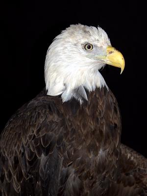 The Eagle Has Landed...