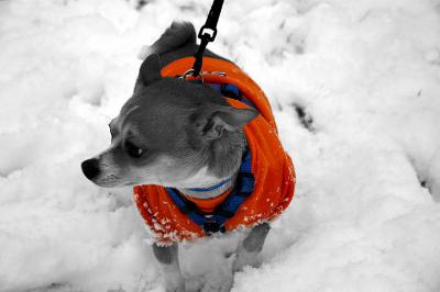 Boo and his glowing orange sweatshirt